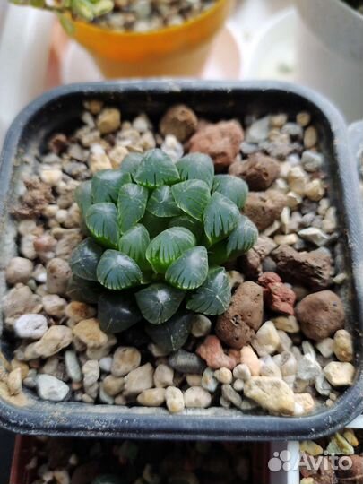 Суккуленты