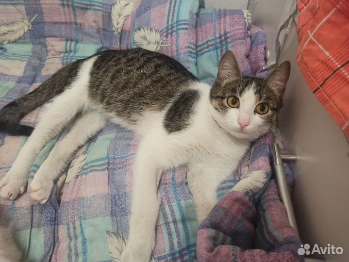 Киви в поисках дома