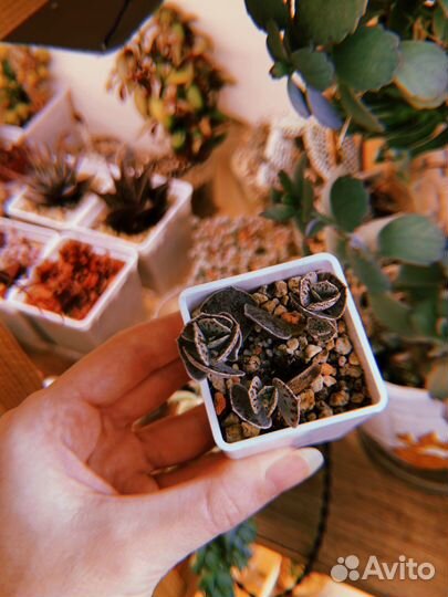 Суккуленты часть 1