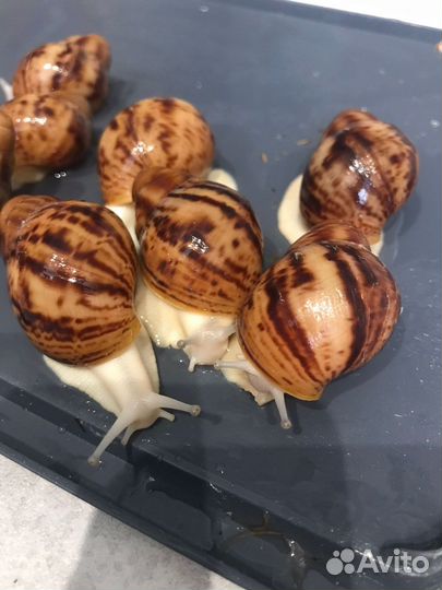 Архахатины Маргината Овум