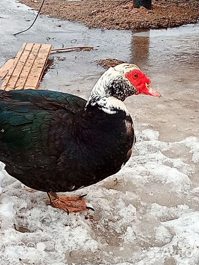 Индюки бронза