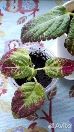 Колеус Аватар