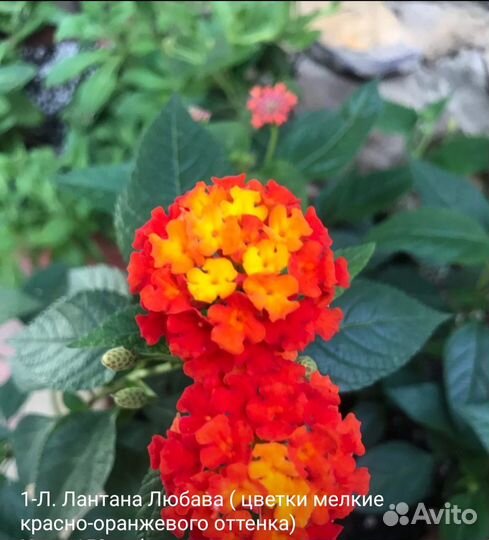 Укорененные черенки разных вегетативных растений