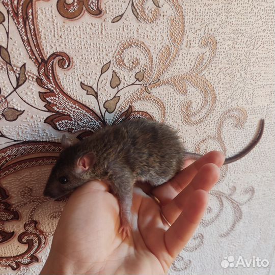 Крысы Дамбо