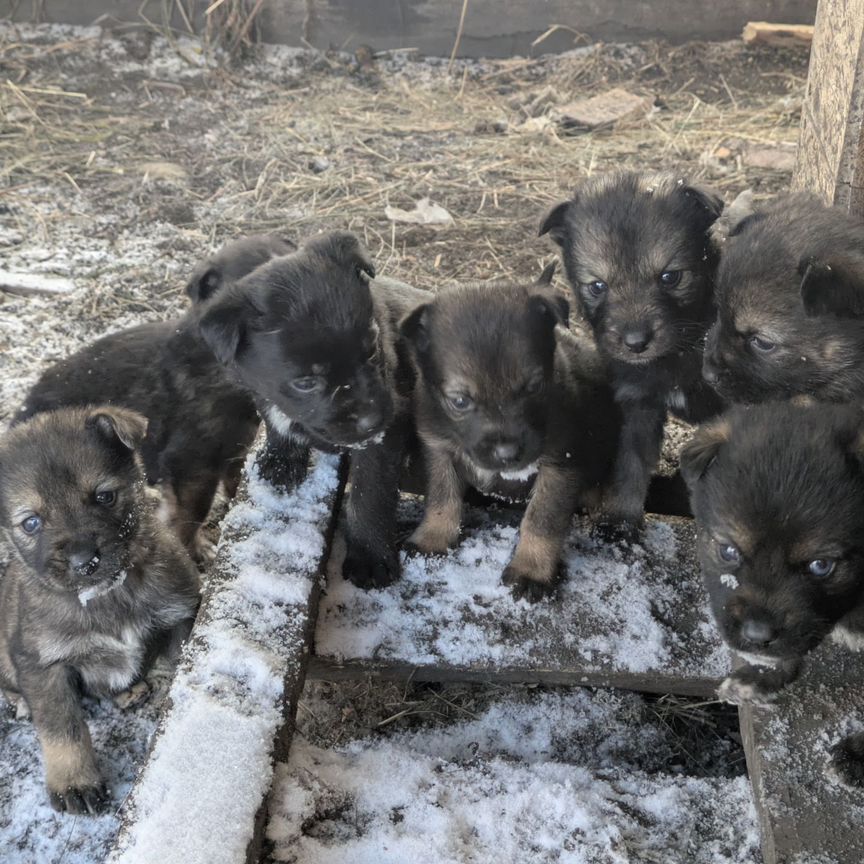 Щенки в добрые руки