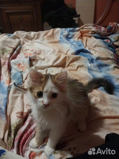 Котёнок(кот)