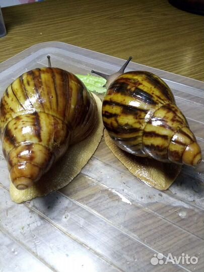 Архатины Маргината Овум