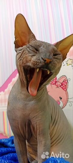 Донской сфинкс вязка