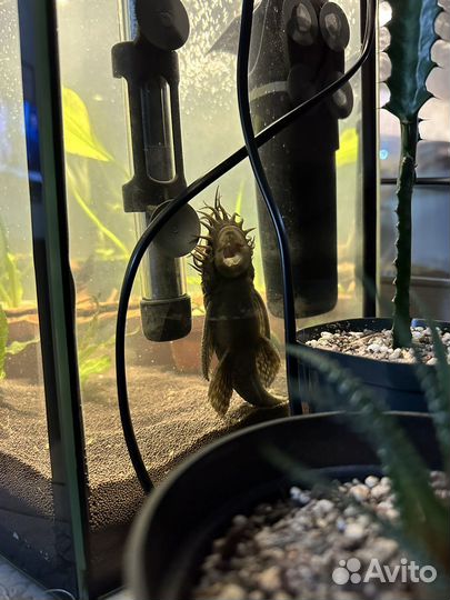 Сом анциструс