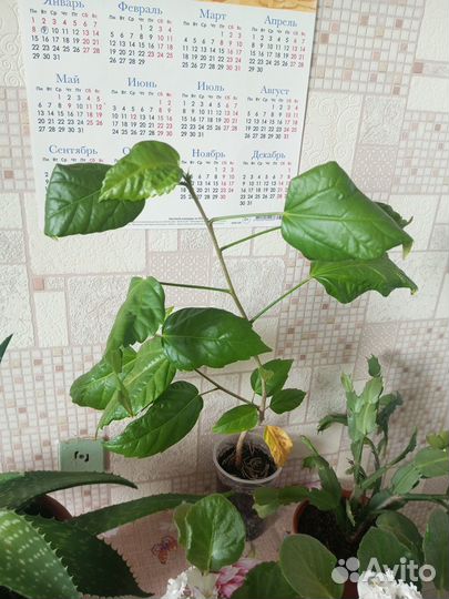 Комнатные цветы