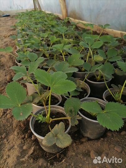 Рассада клубники