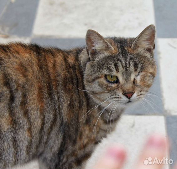 Кошка Марфуня в добрые ручки (стерилизована)