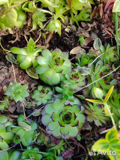 Молодило (каменная роза)