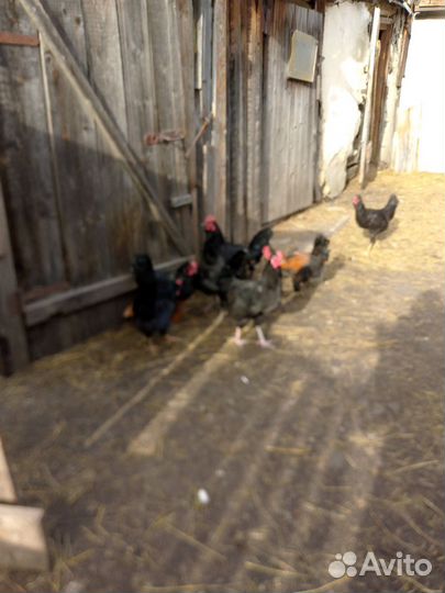 Молодые петушки