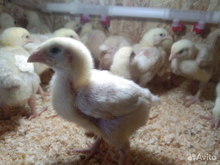 Суточные и подрощенные цыплята бройлеры росс 308