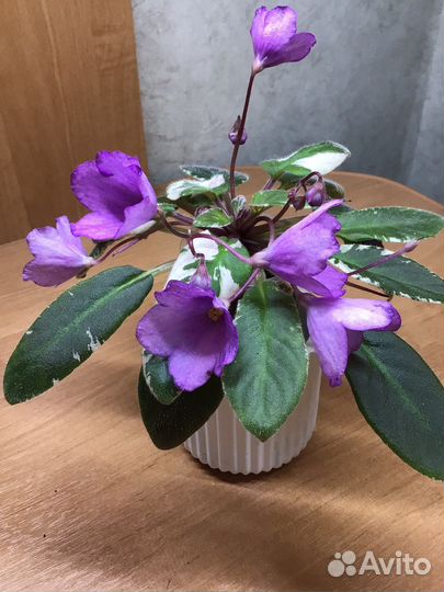 Фиалки сортовые