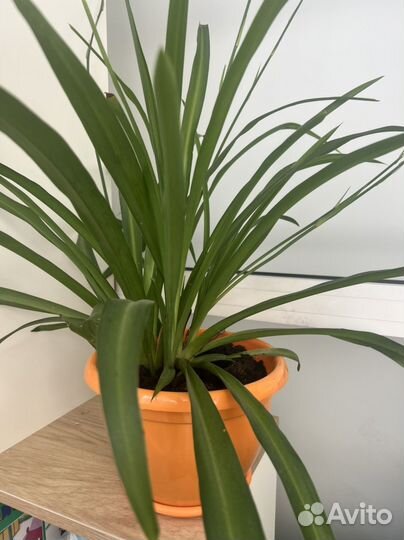 Хлорофитум