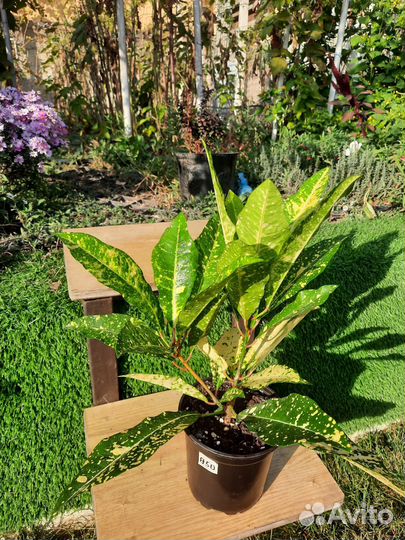 Комнатные цветы Кротон