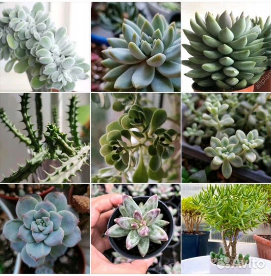 Набор черенков суккулентов