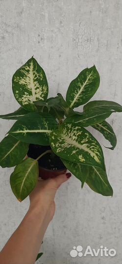 Диффенбахия