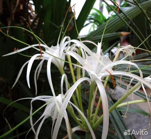 Гименокаллис