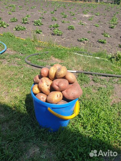 Продам картофель домашний