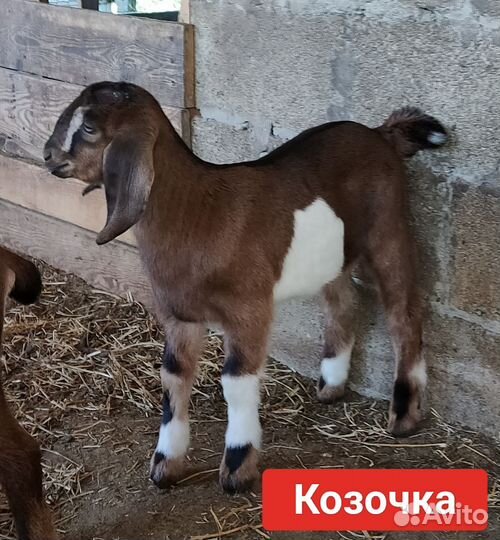 Козлята нубийской породы