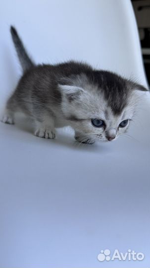 Продам котят