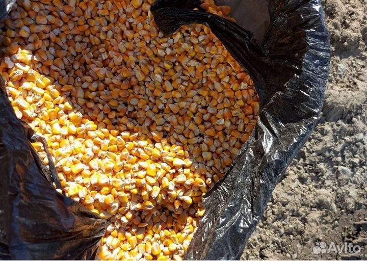 Фуражный овёс, Ячмень яровой корма