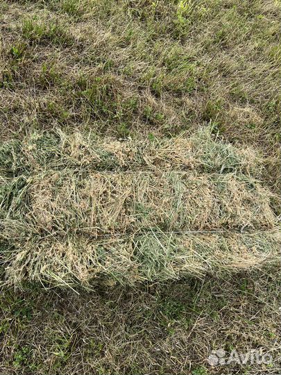 Сено люцерны в тюках