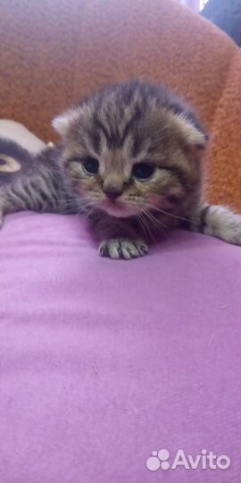 Шотландские мраморные котята