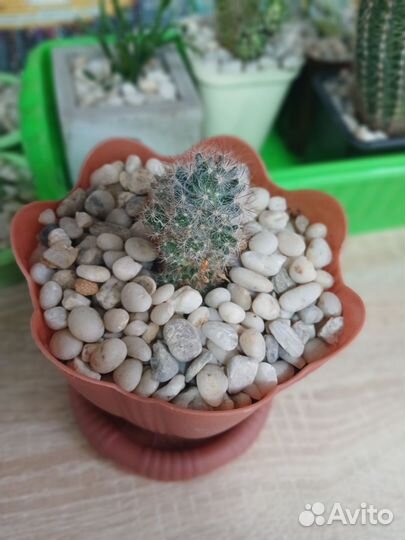 Суккуленты которые не нужно поливать