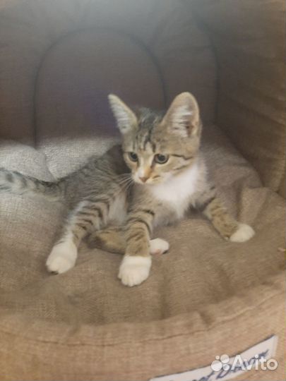 Отдам в добрые руки котёнка Масю