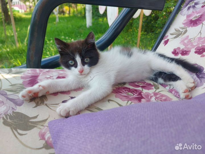 Котенок мальчик