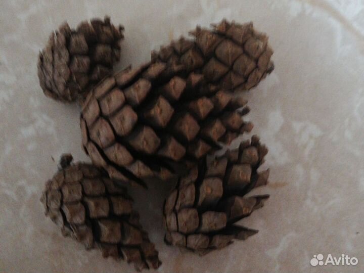Шишки сосновые