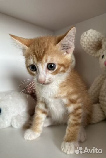 Котята в добрые руки мальчики