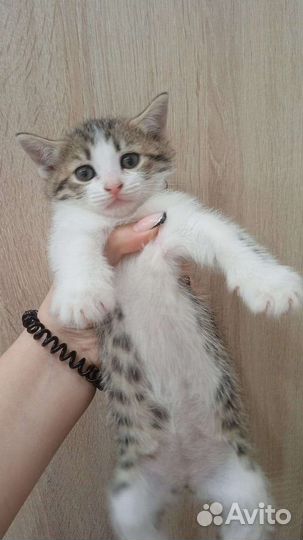 Шатланская вислоухая