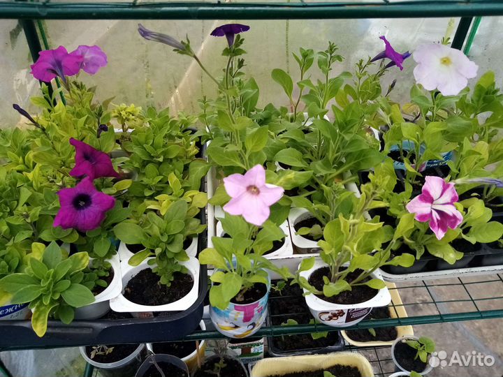 Рассада петунии, лобелии