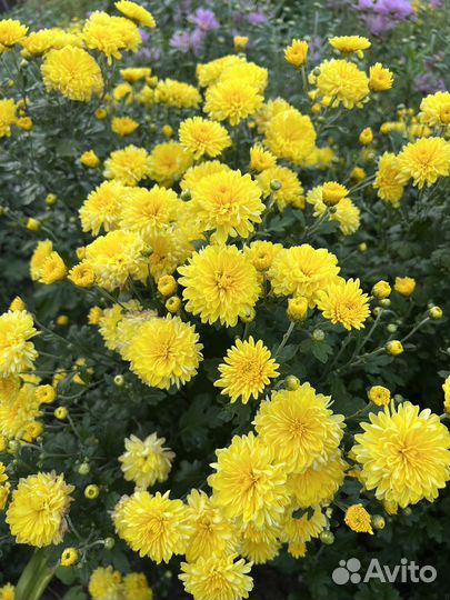 Садовые растения Хризантемы
