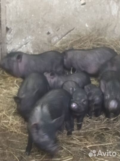 Вьетнамские поросята