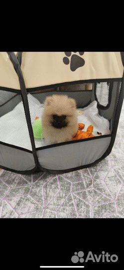 Померанский шпиц мини