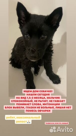 Собака в добрые руки