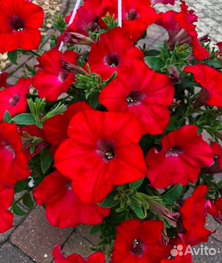 Рассада петунии