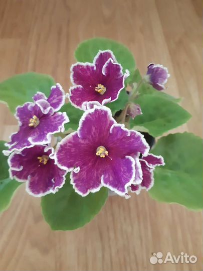 Фиалка детки и свежесрезанные черенки