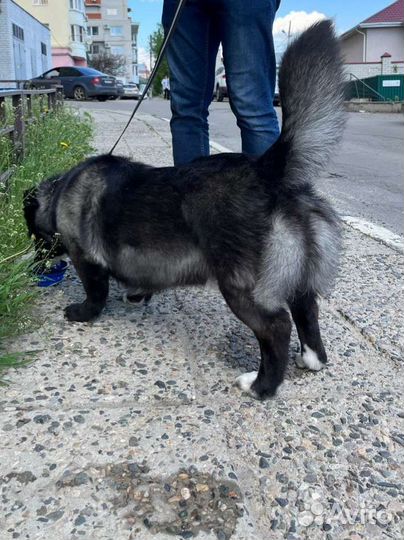 Собака в хорошие руки