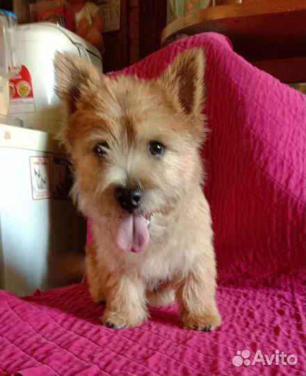 Норвич терьер