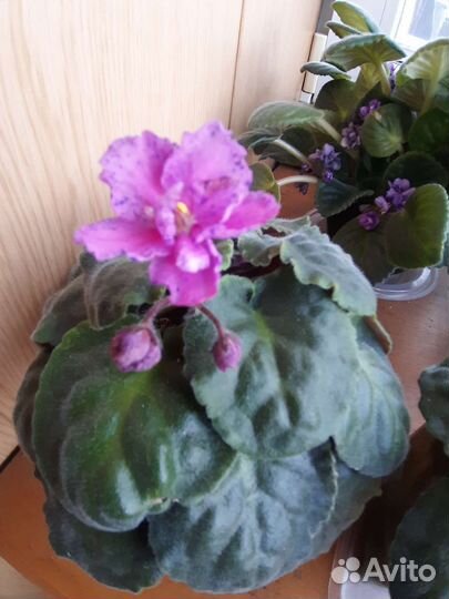 Фиалки разные