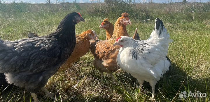 Куры Доминант