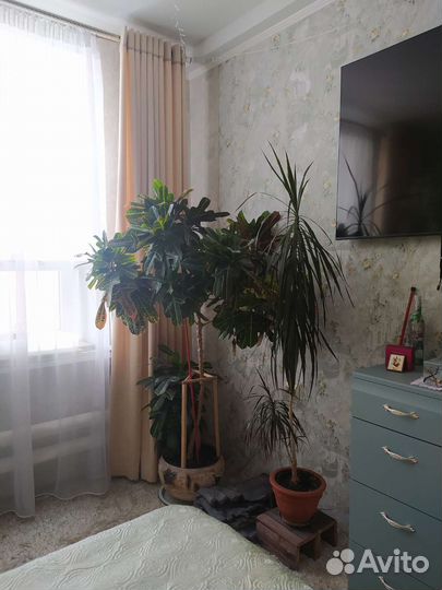 Комнатные растения цветы большие