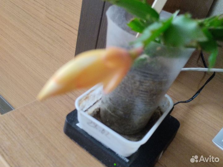 Декабрист шлюмбергера желтый